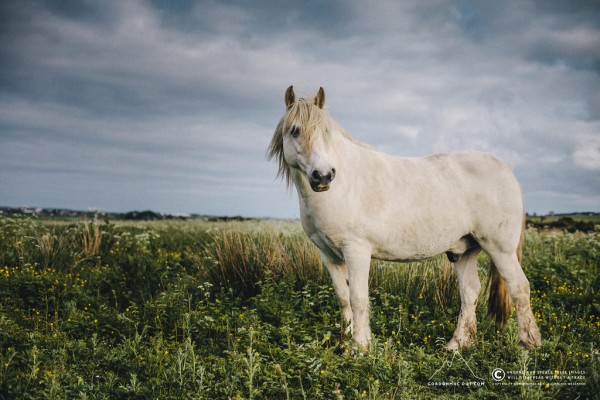 The horse that lives by the river