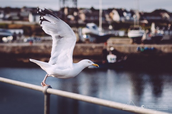 Herring Gulls are elegant