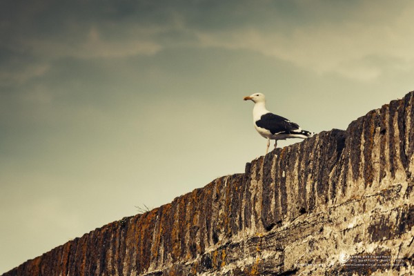 Great Black-backed Gull - one of my favourite creatures