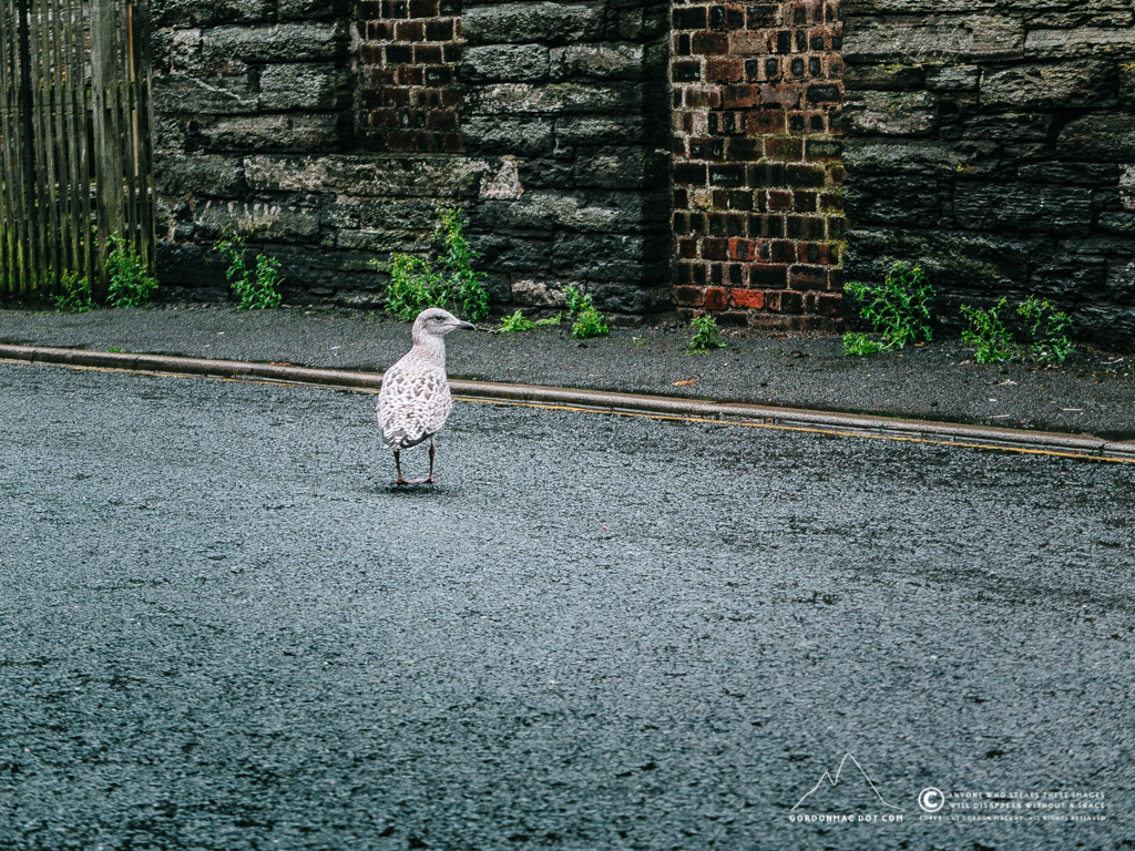 Young Herring Gull