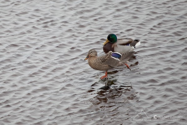 Balancing duck