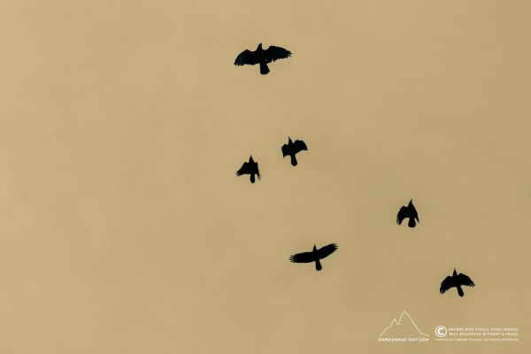 Baron Buzzard being tailed by Fighter Squadron Rook