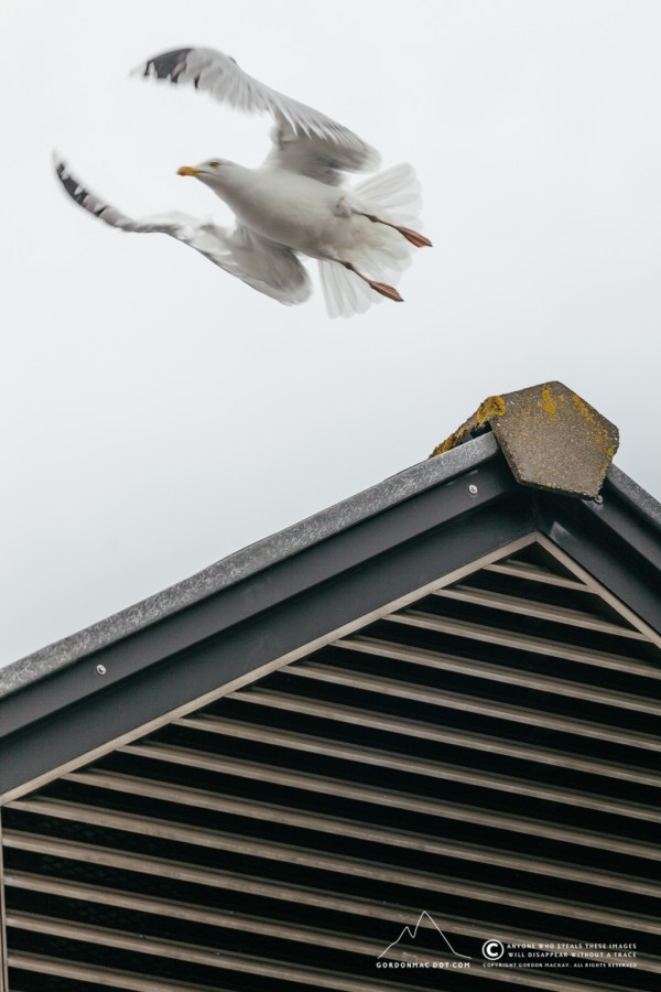 Herring Gull