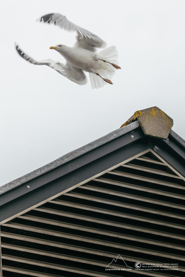 Herring Gull taking off