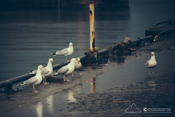 117/365 - The Scorrie, most loathed bird in Wick.