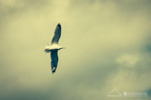 Herring Gull