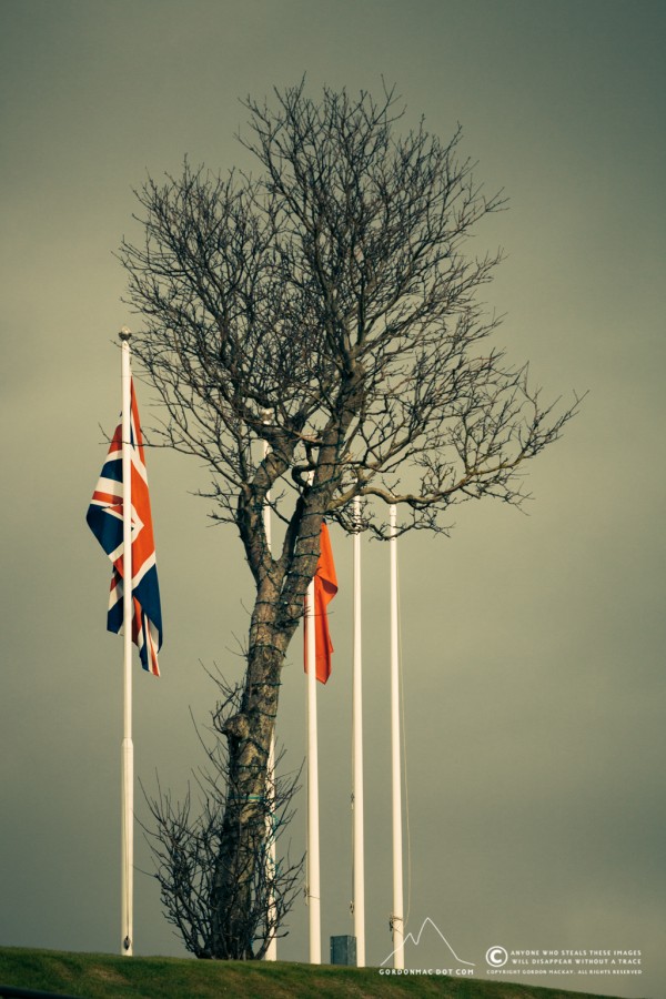 126/365 - Memorial flags