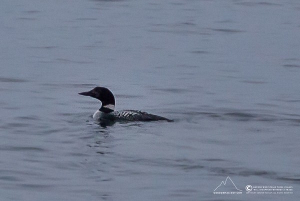 A rather rubbish photo of a Great northern diver.
