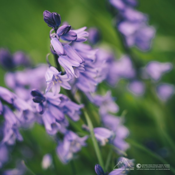 138/365 - Bluebells