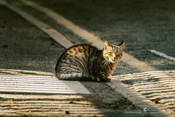 149/365 - Stripes