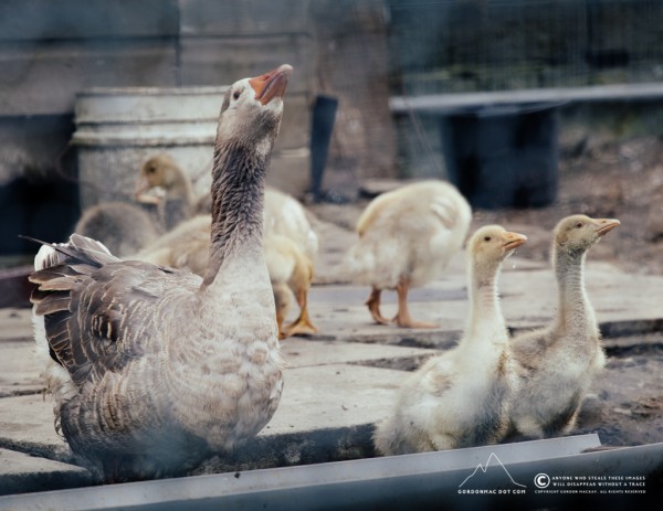 160/365 - Mother goose and her goslings having a drink.