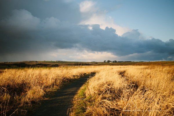 001/365 - Some sunlight on a fairly dreich walk up the river on New Year's Day