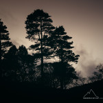 Scots pine silhouettes at sunset - Dunbeath Strath