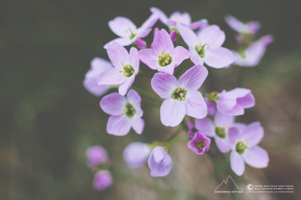 167/365 - Cuckoo Flower (Playing around with the Canon 40mm f/2.8 STM and Lens Extension Tube EF 12 II)