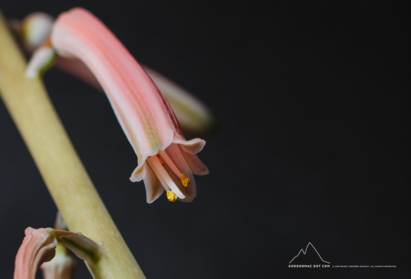 014/365 - Aloe