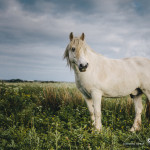 177/365 - The horse that lives up the river...