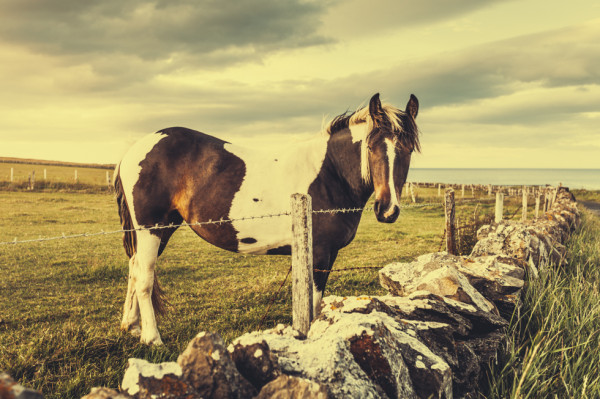 Nosey Horse