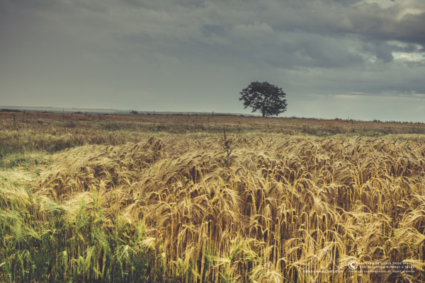 211/365 - A field