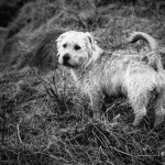 033/365 - Glen of Imaal Terrier