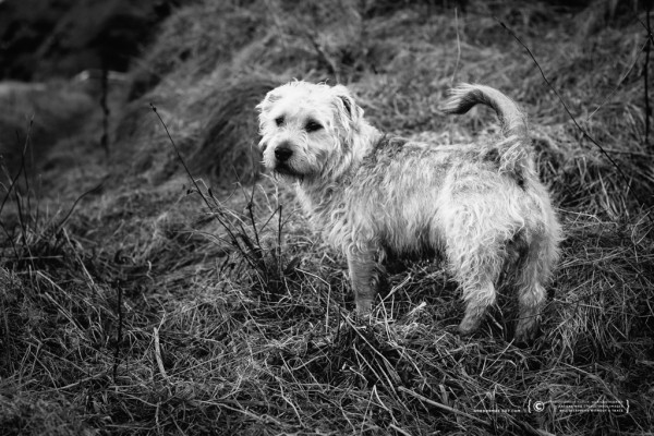 033/365 - Glen of Imaal Terrier.