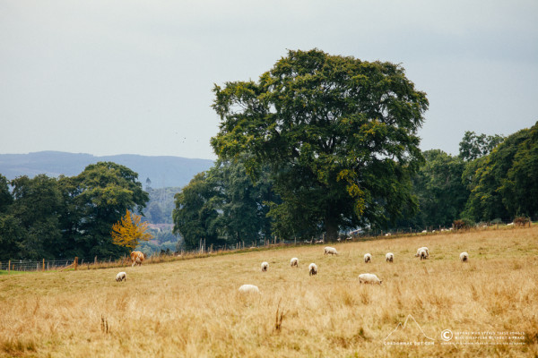 235/365 - Dingwall