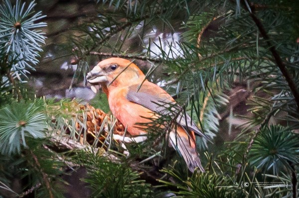 Crossbill at Toftingall