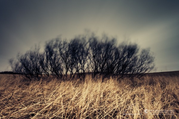 Trees in the wind