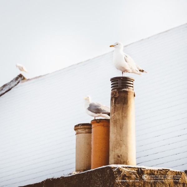 072/365 - Herring Gulls enjoying some morning sunlight on the rooftops of Wick