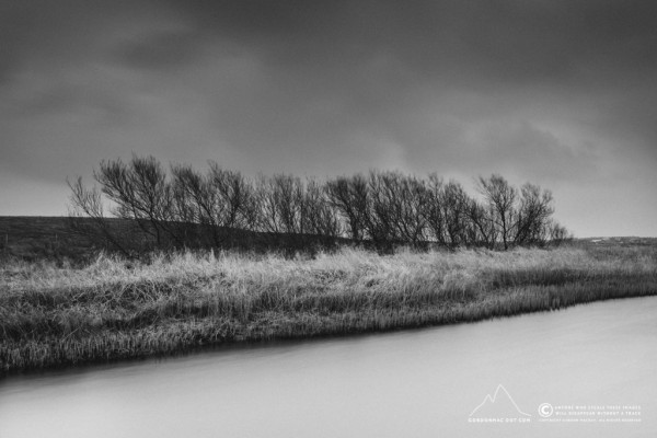 Wick River Willows